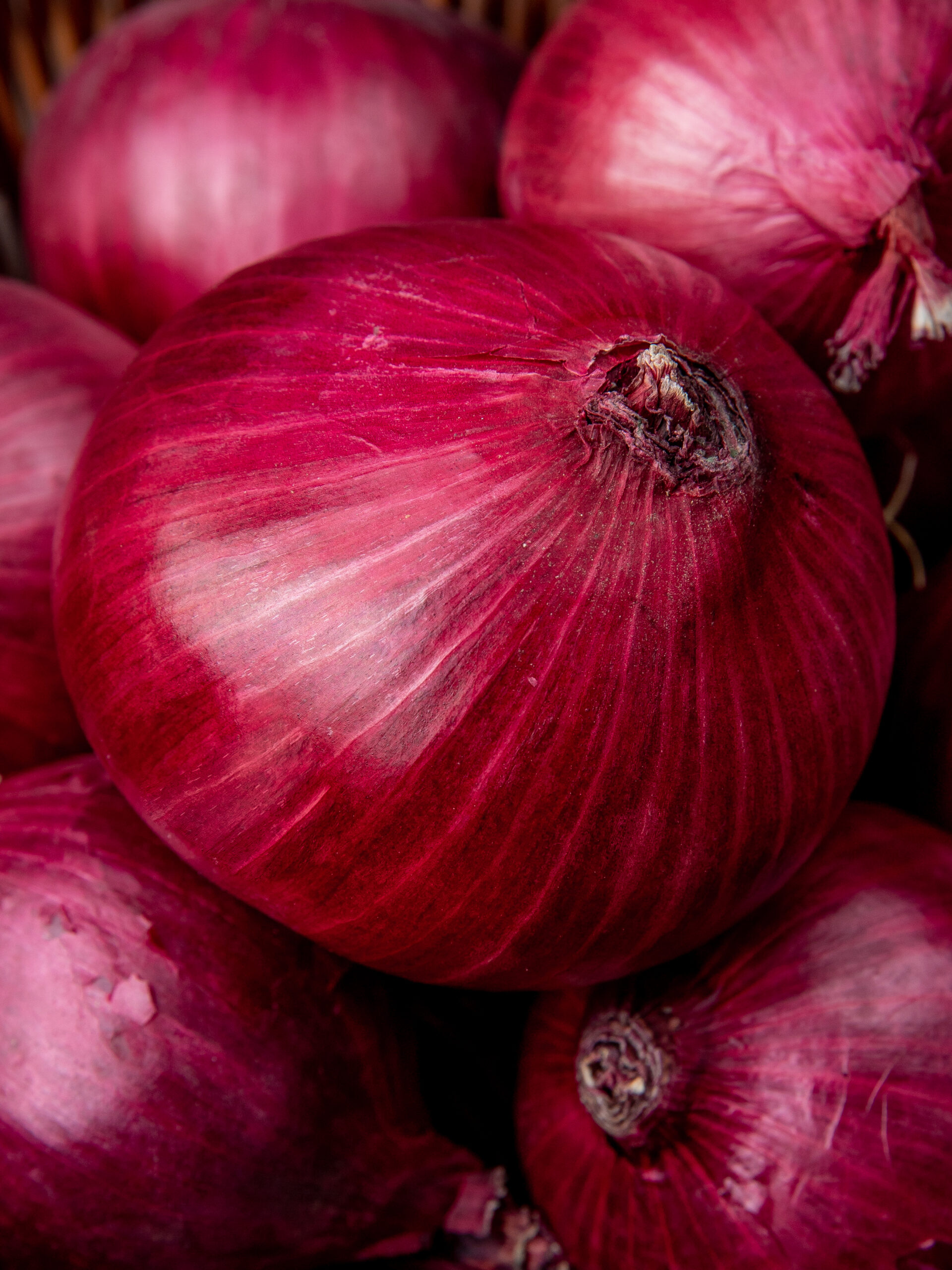 Onion for export - comsfy global