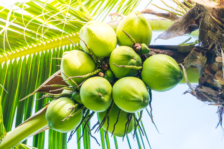 Coconuts In India - Uses, Benefits & Other Details