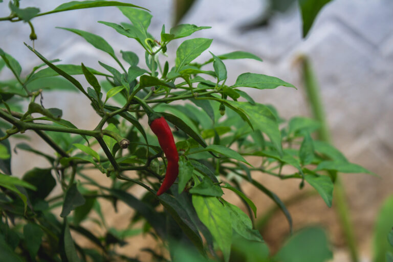 Chillies In India - Varieties, Uses & Benefits