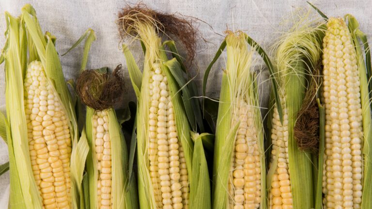Corn Varieties & Other Details
